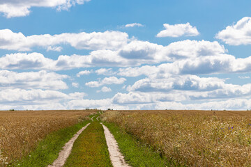 Obraz premium country road in a field in summer against the sky