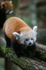 Fototapeta premium Panda roux dans le parc animalier de Sainte-Croix en Moselle