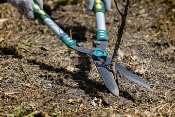 garden shears cut a dry branch in the garden