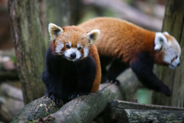 Panda roux dans le parc animalier de Sainte-Croix en Moselle