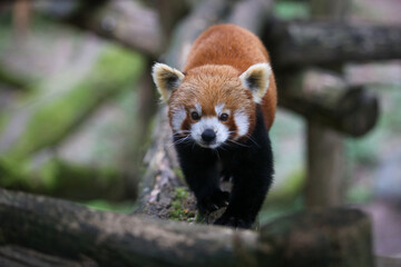 Panda roux dans le parc animalier de Sainte-Croix en Moselle