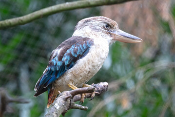 Kingfisher Blue-winged kookaburra, Dacelo leachii
