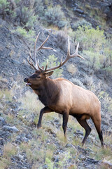 Naklejka na ściany i meble Elk or Wapiti, Cervus canadensis, walking through scrubland in Yellowstone