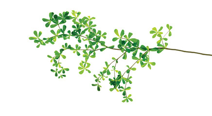 Tree branch with green leaves isolated on white background.  graphics artwork design element.