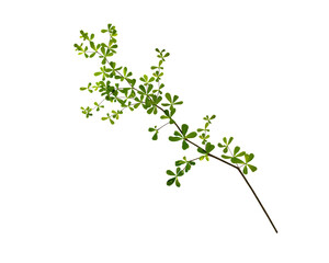 Tree branch with green leaves isolated on white background.  graphics artwork design element.