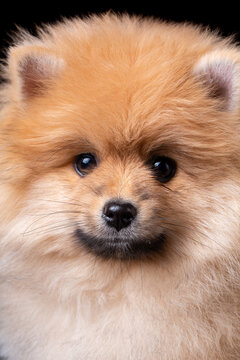 Closeup of fluffy little Pomeranian Spitz posing funny and looking into the camera.