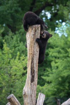 Deux oursons sur une branche au parc animalier de Sainte-Croix, en Moselle