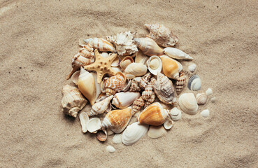 Fototapeta na wymiar Various seashells are gathered in a pile. Natural materials on the sea beach.