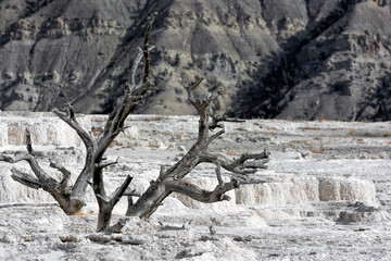 Dead Tree at Mammoth Hot Springs