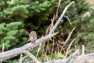 Immature White-crowned Sparrow, Zonotrichia leucophrys, resting on a dead branch