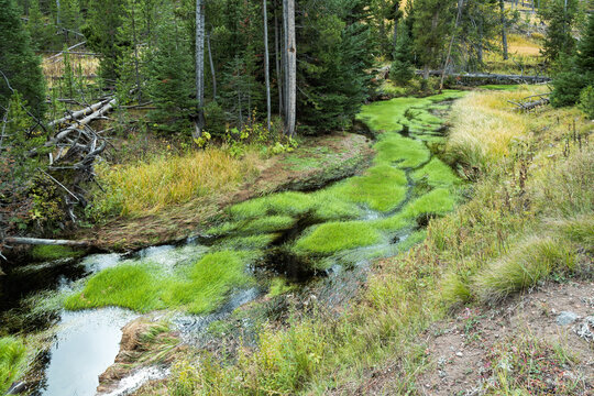 Vibrant Green Growth In A Creek In Yellowstone