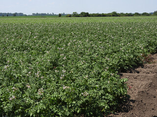 Fototapeta na wymiar potato field in white blossom 