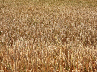 golden ripe wheat field in sunlight