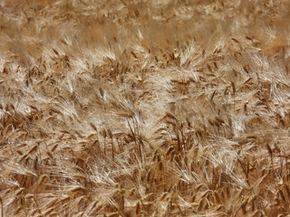 golden ripe wheat field in sunlight