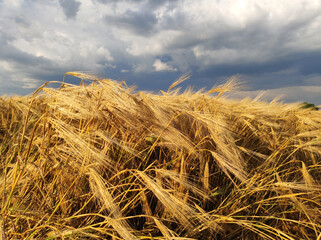 Fototapeta na wymiar golden ripe wheat field in sunlight