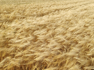 golden ripe wheat field in sunlight