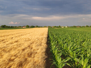 golden wheat field with cloudy sky and rainbow in sunlight