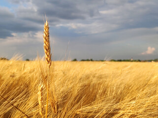 golden ripe wheat field in sunlight