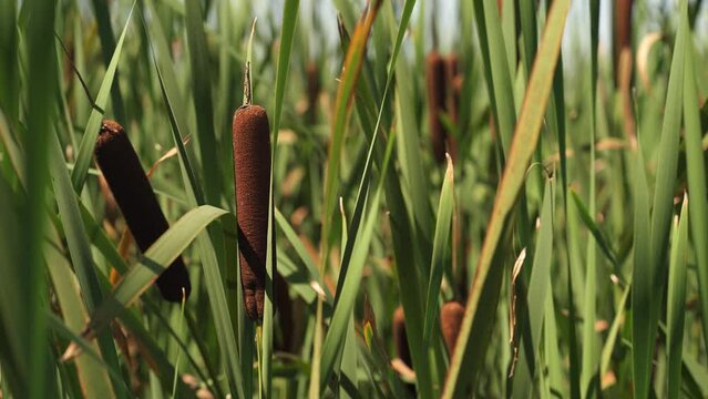 green reeds on the lake in summer are moved by the wind. close-up Beautiful scenery of bulrush growing on the lake in the summer. summer vacation on the pond. fishing on the lake