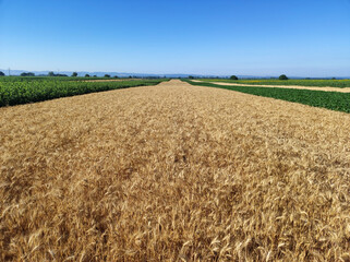 golden ripe wheat field in sunlight