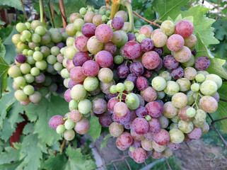 bunch of grapes started to ripe in vineyard close up