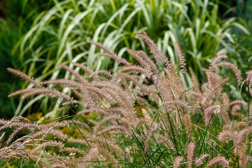 Pennisetum ( lat. Pennisetum ) is a genus of widespread herbaceous plants from the grass family ( Poaceae )