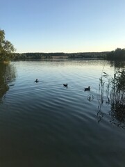 Summer sunset lake ducks © agatazyw1