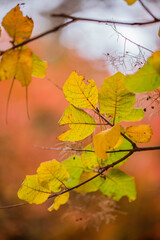 Autumn tree with yellow leaves. Nature backgrounds