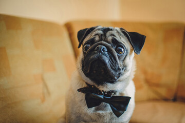 Pug, dog with bow-tie on brown background. Cute friendly chubby pug puppy.