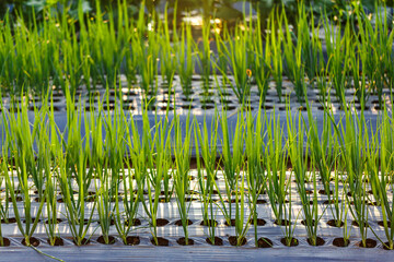 Obraz premium green spring onion plantation at sunset