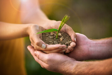 Caring people holding in hands a seed, plant and soil growth for environmental awareness conservation or sustainable development. Eco couple with small tree growing in hand for fertility or Earth Day