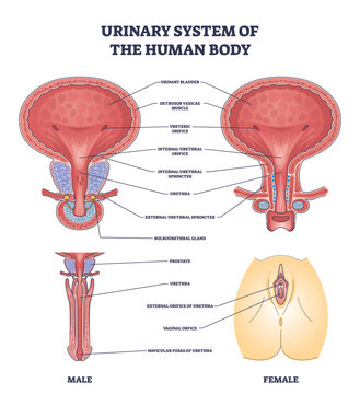 Urinary system of human body and gender structure differences outline diagram. Labeled educational scheme with bladder part explanation and detailed isolated female or male anatomy vector illustration