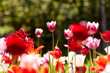 gardening, botany and nature concept - close up of beautiful tulip flowers at summer garden