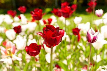 gardening, botany and nature concept - close up of beautiful tulip flowers at summer garden