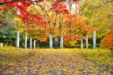 神奈川県川崎市　生田緑地戸隠不動尊跡の紅葉