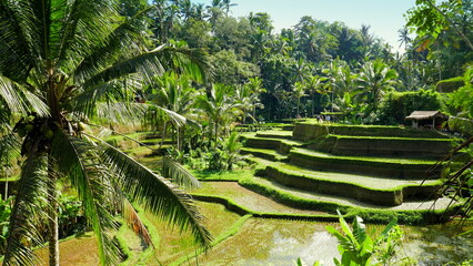 herrliche grüne Reisterrassen mit Wasser in Bali bei Ubud umgeben von Palmen