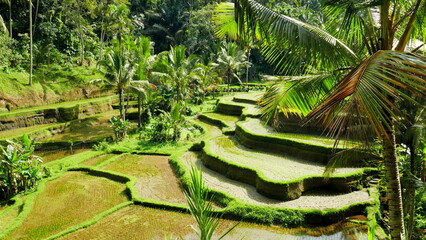 herrliche grüne Reisterrassen mit Wasser in Bali bei Ubud umgeben von Palmen
