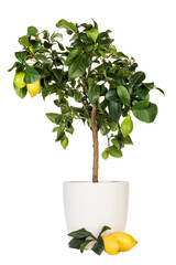 Potted lemon tree and ripe fruits isolated with transparent background