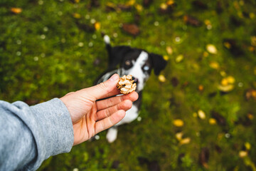 Hand giving a wallnut snack to the dog