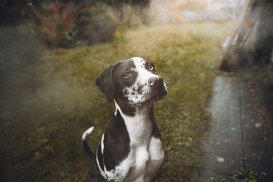 Portrait of the catahoula dog