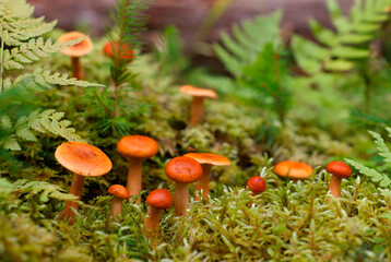 Little mushroom growing on a green moss from a fallen spruce in the rainy autumn forest in autumn season in a wild and protected mountains forest. Selective focus.