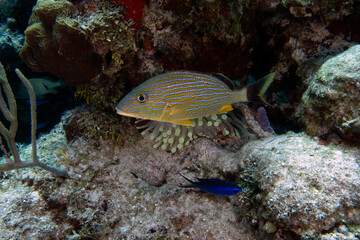 Blue Striped Grunts (Haemulon sciurus) in Cozumel, Mexico
