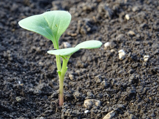 Cruciferous fleas on plants, loss of rapeseed crop