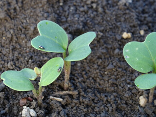 Cruciferous fleas on plants, loss of rapeseed crop