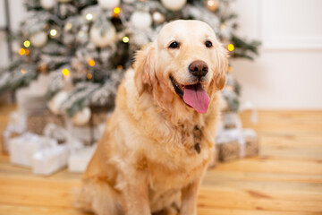 Cute dog ginger retriever sit near the Christmas tree holiday concept