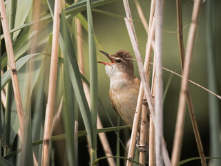 Common Reed Warbler, sitting on a twig, Acrocephalus arundinaceus, a bird that makes interesting sounds, sings beautifully, fast and agile, builds a nest in the reeds, sings very loudly, like a tenor