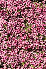 Pink, purple flowers of surfinia (ampelous petunia). Summer flowers. Floral postcard with pink surfinia. Garden, seasonal gardening. Purple surfinia blossom. Pink bloom of surfinia	
