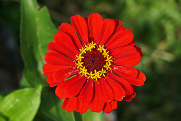 Close-up of red zinnia chamomile in natural environment. Garden flowers. Scarlet flower. red zinnia in the garden.