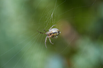 Araña