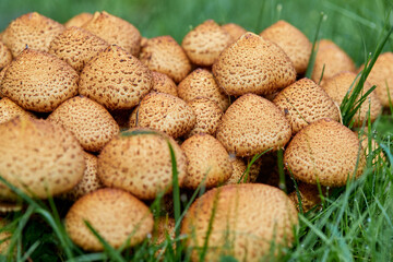 Hongos, especies, macro, negro, comestible, comida, verde, naturaleza